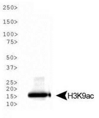 Western Blot: Histone H3 [ac Lys9] AntibodyBSA Free [NB21-1074]